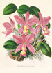 Cattleya nobilior - Jean Jules Linden — vy av konstverket
