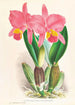 Cattleya percivaliana var reichenbachi - Jean Jules Linden — vy av konstverket