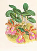 Cattleya schilleriana - Jean Jules Linden — vy av konstverket