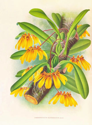 Jean Jules Linden - Cirrhopetalum mastersianum.webp