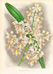 Cleisostoma Guiberti - Jean Jules Linden — vy av konstverket