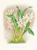 Coelogyne ocellata - Jean Jules Linden — vy av konstverket