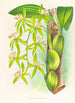 Coelogyne peltastes - Jean Jules Linden — vy av konstverket