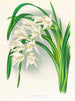Mästarna av Cymbidium - Jean Jules Linden — vy av konstverket