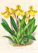 Cypripedium Druryi - Jean Jules Linden — vy av konstverket