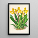Cypripedium Druryi - Jean Jules Linden — inramlat konstverk på väggen