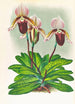Cypripedium barbato veitchianum - Jean Jules Linden — vy av konstverket