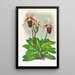 Cypripedium barbato veitchianum - Jean Jules Linden — inramlat konstverk på väggen
