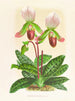 Cypripedium callosum - Jean Jules Linden — vy av konstverket