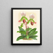 Cypripedium callosum - Jean Jules Linden — inramlat konstverk på väggen