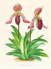Cypripedium fraseri - Jean Jules Linden — vy av konstverket