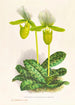 Cypripedium lawrenceanum var hyeanum - Jean Jules Linden — vy av konstverket