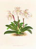 Cypripedium microchilum - Jean Jules Linden — vy av konstverket