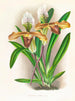 Cypripedium brillant - Jean Jules Linden — vy av konstverket