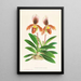 Cypripedium oenanthum superbum - Jean Jules Linden — inramlat konstverk på väggen