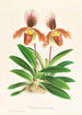 Cypripedium oenanthum superbum - Jean Jules Linden — vy av konstverket