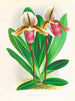Cypripedium orphanum - Jean Jules Linden — vy av konstverket