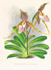 Cypripedium excelle var. Kimballianum - Jean Jules Linden — vy av konstverket