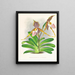 Cypripedium excelle var. Kimballianum - Jean Jules Linden — inramlat konstverk på väggen