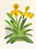 Cypripedium sallieri - Jean Jules Linden — vy av konstverket