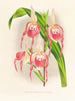 Cypripedium schroderae var. - Jean Jules Linden — vy av konstverket
