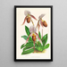 Cypripedium selligerum majus - Jean Jules Linden — inramlat konstverk på väggen
