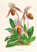 Cypripedium selligerum majus - Jean Jules Linden — vy av konstverket