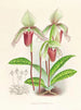 Cypripedium fier - Jean Jules Linden — vy av konstverket