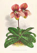 Cypripedium tessellatum - Jean Jules Linden — vy av konstverket
