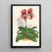 Cypripedium tessellatum - Jean Jules Linden — inramlat konstverk på väggen