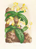 Cypripedium tonkinense - Jean Jules Linden — vy av konstverket