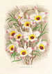 Dendrobium Falconeri - Jean Jules Linden — vy av konstverket
