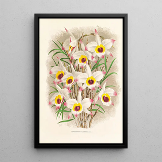 Jean Jules Linden - Dendrobium Falconeri.webp