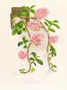 Dendrobium bracteosum - Jean Jules Linden — vy av konstverket