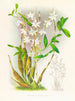 Dendrobium bursae - Jean Jules Linden — vy av konstverket