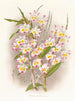 Dendrobium du Dévonien - Jean Jules Linden — vy av konstverket