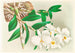 Dendrobium infundibulum - Jean Jules Linden — vy av konstverket