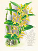 Dendrobium mirbelianum - Jean Jules Linden — vy av konstverket