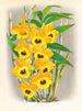 Dendrobium paxtoni - Jean Jules Linden — vy av konstverket