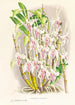 Dendrobium stratiotes - Jean Jules Linden — vy av konstverket