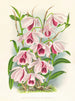 Dendrobium superbum var. - Jean Jules Linden — vy av konstverket