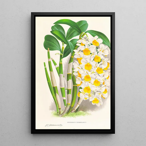 Jean Jules Linden - Dendrobium thyrsiflorum.webp