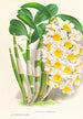 Dendrobium thyrsiflorum - Jean Jules Linden — vy av konstverket