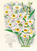 Dendrobium wardianum - Jean Jules Linden — vy av konstverket