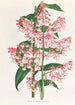 Epidendrum Paniculatum - Jean Jules Linden — vy av konstverket