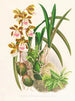 Épidendrum atropurpureum - Jean Jules Linden — vy av konstverket