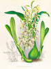 Épidendrum prismatocarpum - Jean Jules Linden — vy av konstverket