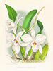 Laelia anceps var. hyène - Jean Jules Linden — vy av konstverket