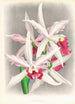 Laelia elegans - Jean Jules Linden — vy av konstverket