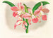 Laella elegans var houtteana - Jean Jules Linden — vy av konstverket
